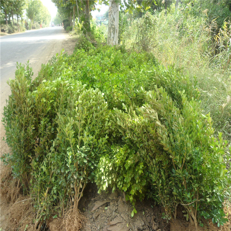 豆瓣黃楊苗 豆瓣黃楊苗