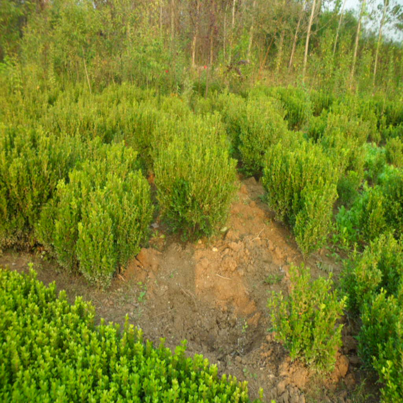 豆瓣黃楊球(圖9)