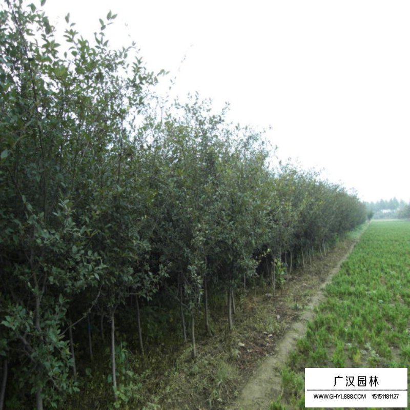 10公分的垂絲海棠最新報價(圖4)