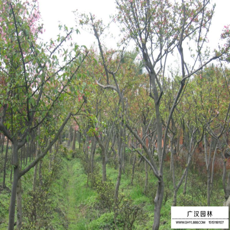 10公分的垂絲海棠最新報價(圖5)