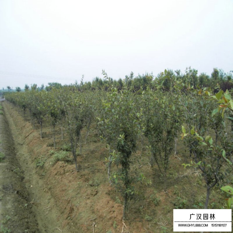 10公分的垂絲海棠最新報價(圖6)