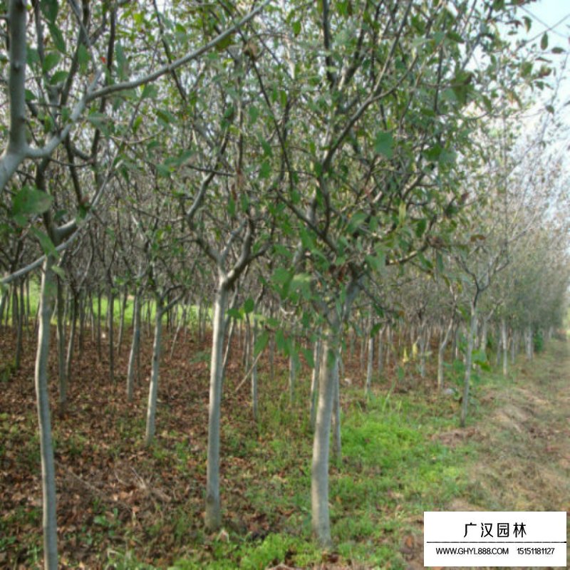 10公分的垂絲海棠最新報價(圖8)