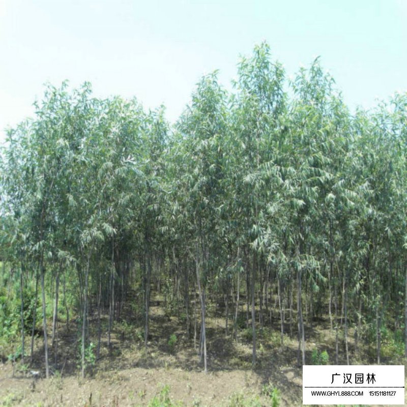 垂柳樹苗多少錢一棵？(圖2)