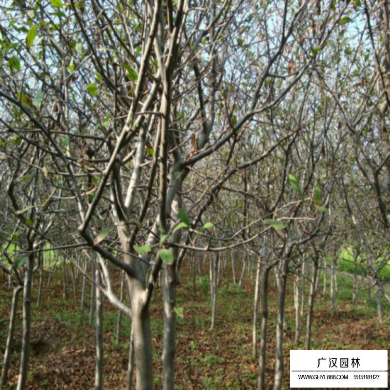 垂絲海棠的種植方法及技巧(圖8)