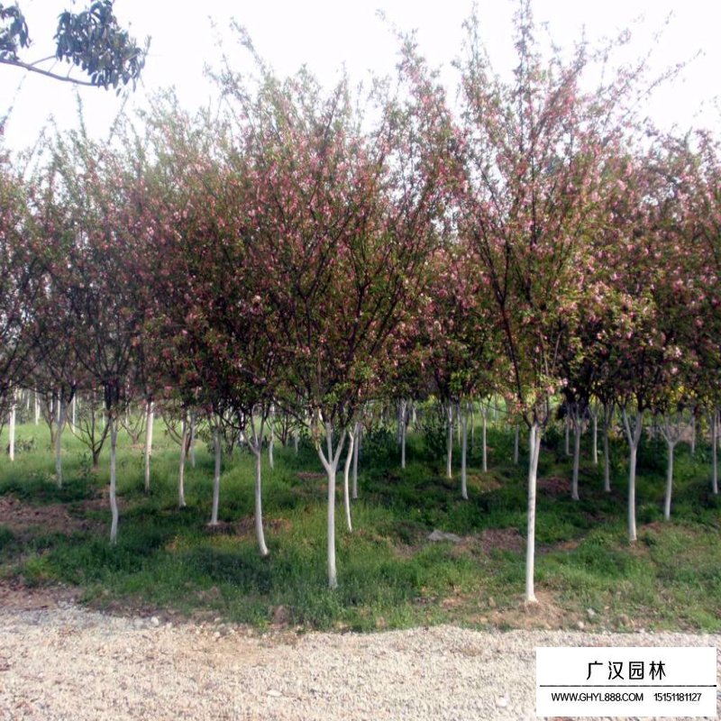 垂絲海棠樹價格是多少(圖5)