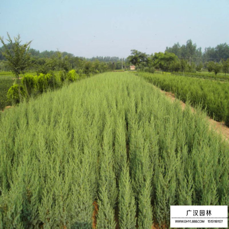 北京檜在園林中主要有哪些應(yīng)用(圖2)