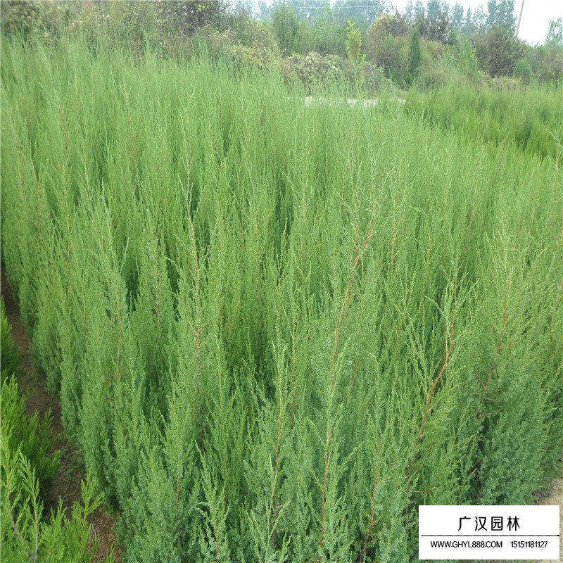 北京檜在園林中主要有哪些應(yīng)用(圖7)