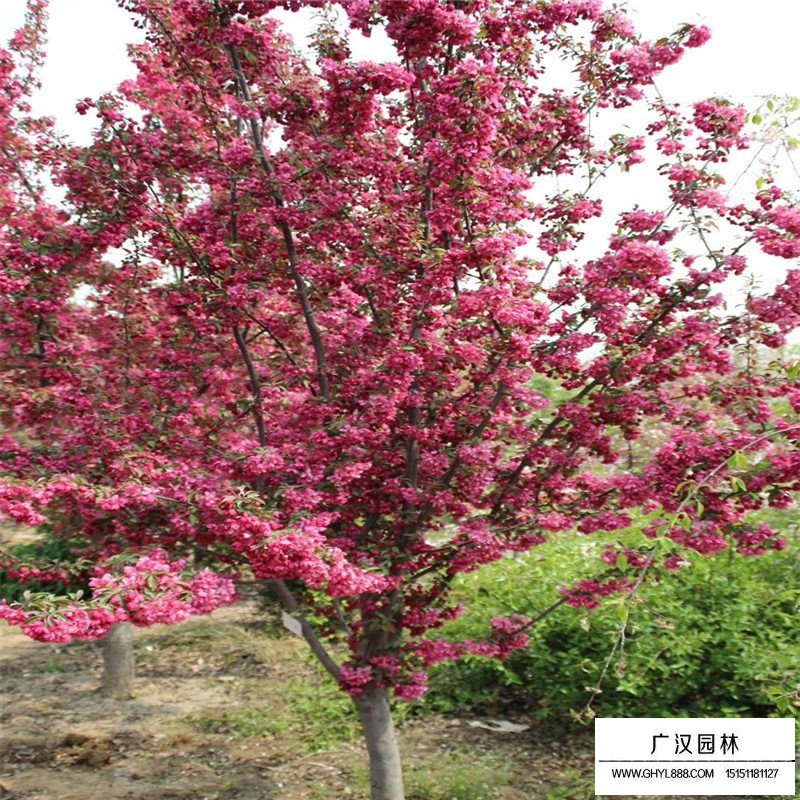 北美海棠小苗價格多少錢一棵(圖2)