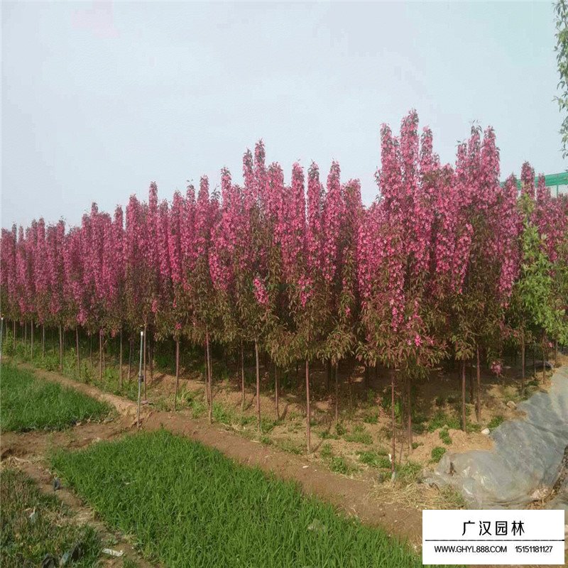 北美海棠小苗價格多少錢一棵(圖3)