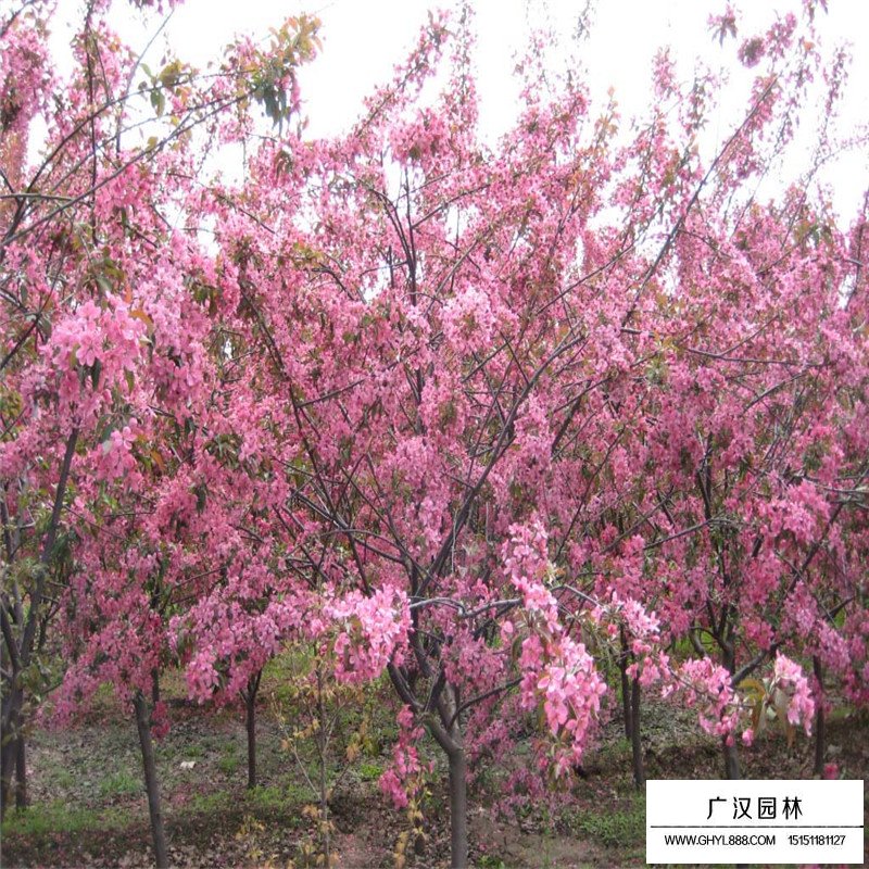 北美海棠小苗價格多少錢一棵(圖5)