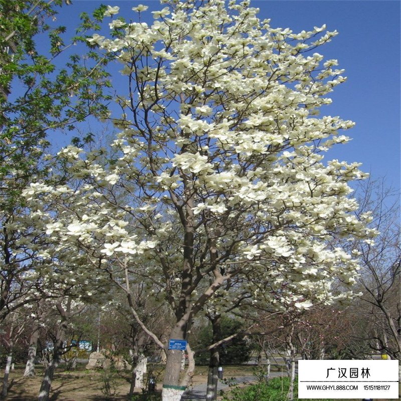 白玉蘭樹的種植方法(圖4)