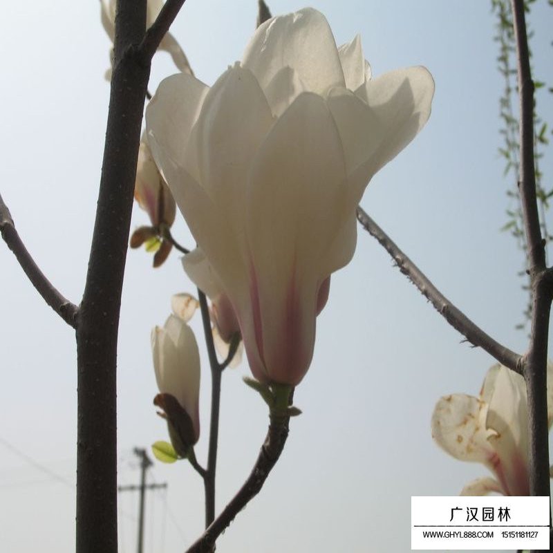 白玉蘭樹多少錢一棵(圖1)