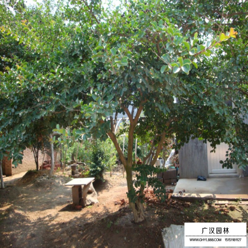 百日紅什么時(shí)候開(kāi)花，花期多久(圖7)