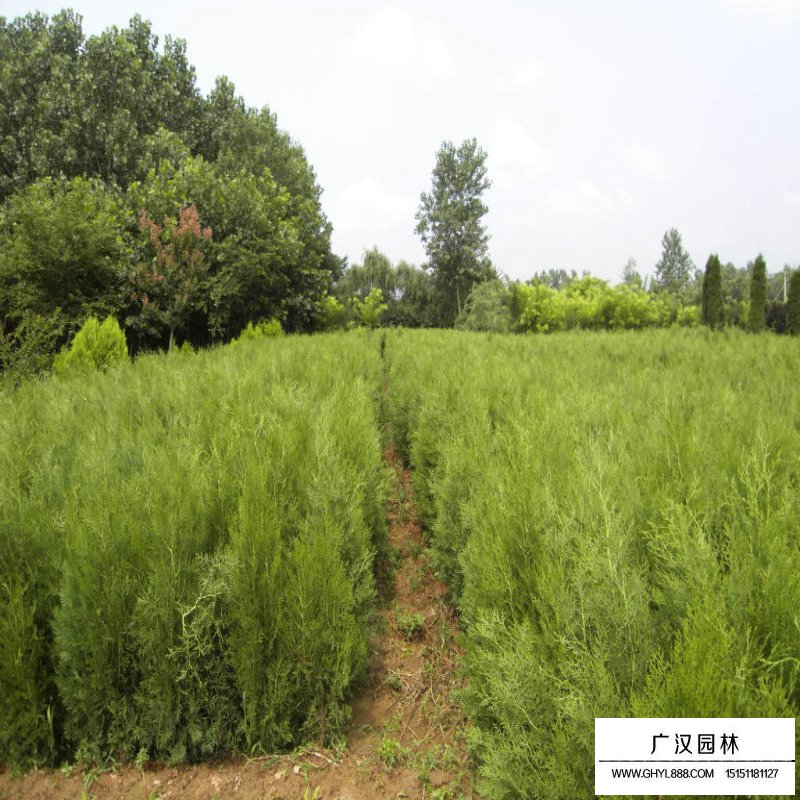 扁柏與側(cè)柏怎樣區(qū)分(圖5)