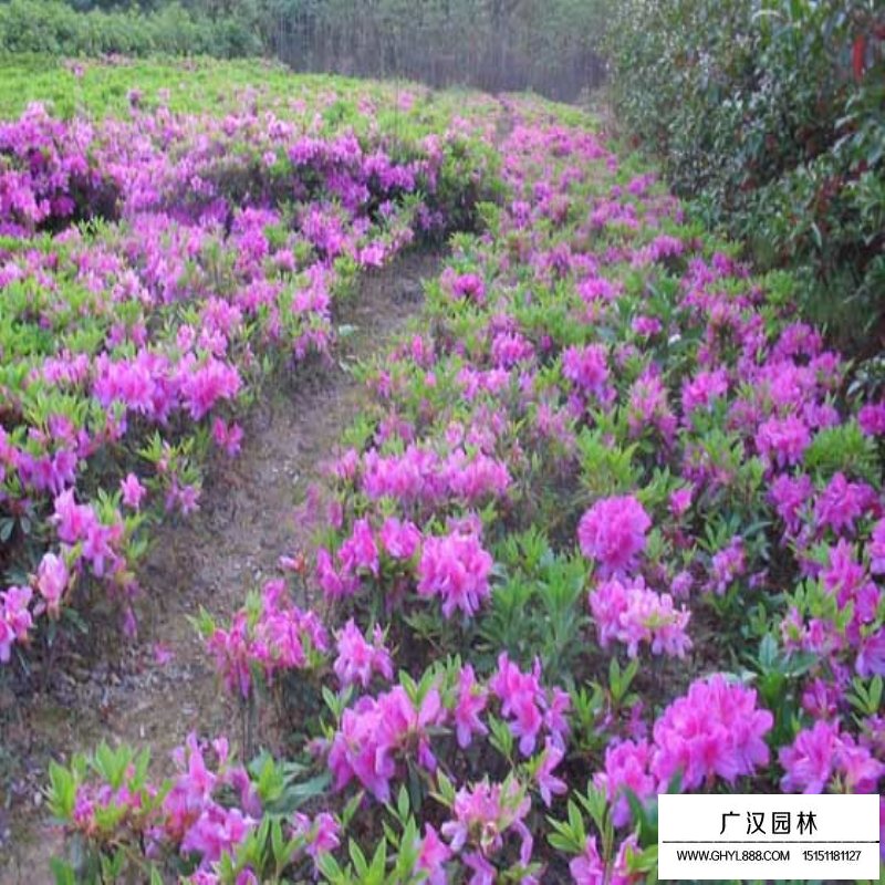 春鵑和夏鵑的區(qū)別在哪里(圖2)