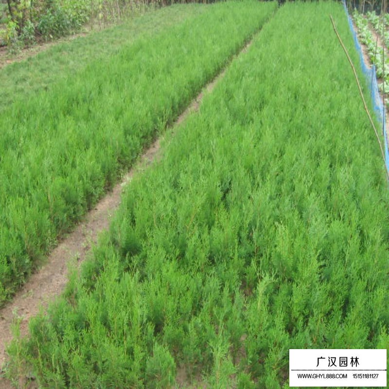 刺柏和刺松怎么區(qū)分(圖6)