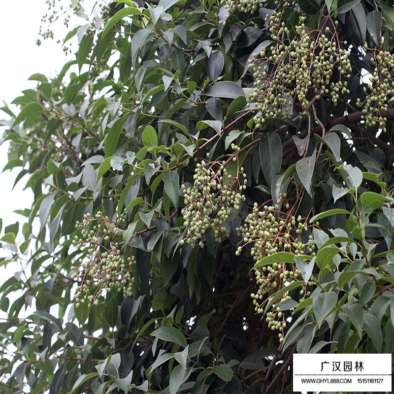 叢生大葉女貞哪里有賣？(圖2)