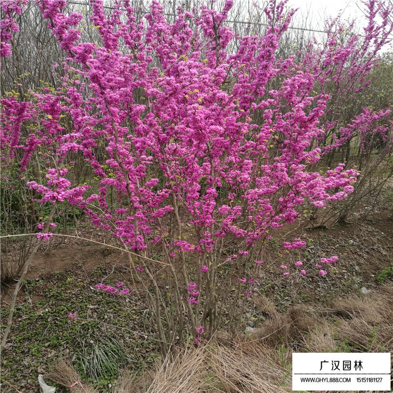 叢生紫荊什么時(shí)間種植最好(圖1)