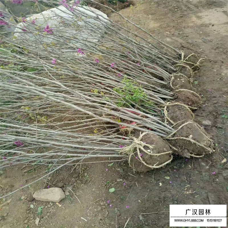 叢生紫荊什么時(shí)間種植最好(圖4)