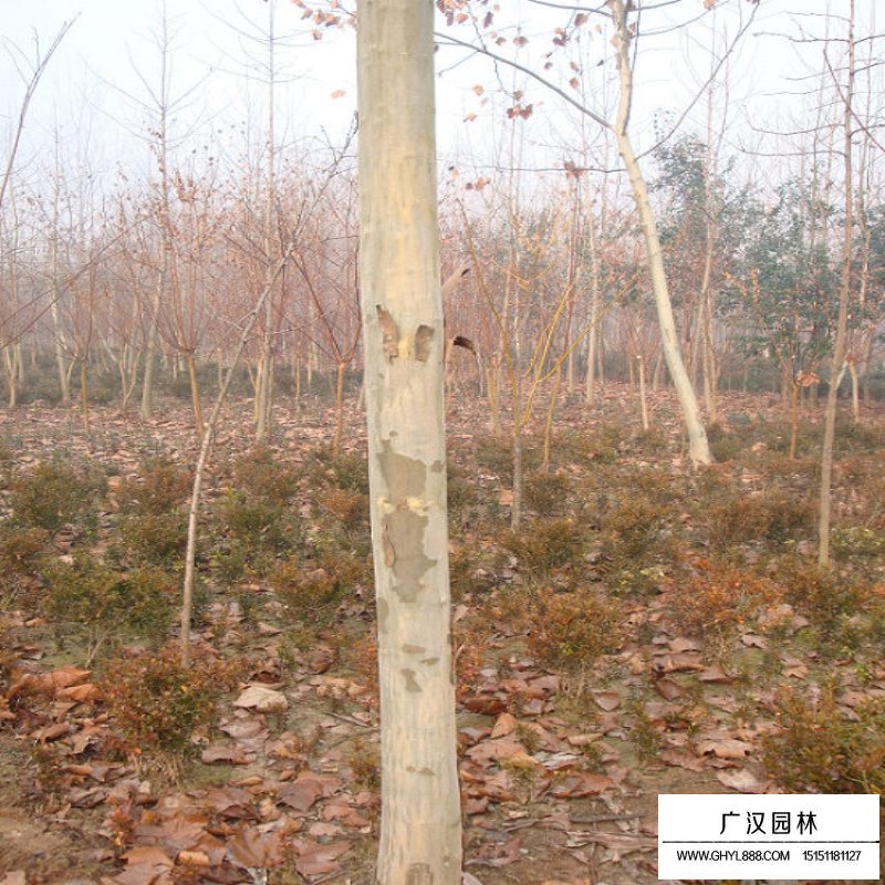 法國梧桐的最新價格(圖8)