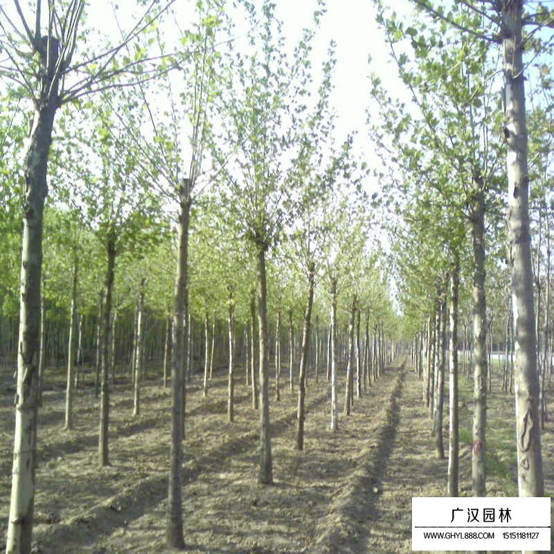 法國梧桐的最新價格(圖9)