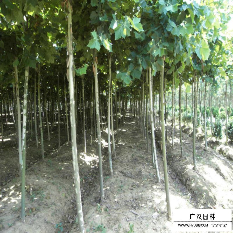 法桐小苗多少錢一棵(圖1)