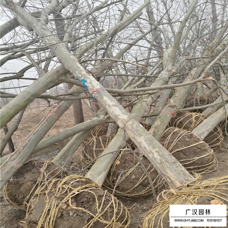 法桐小苗多少錢一棵(圖7)