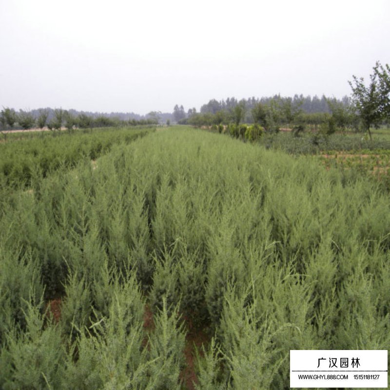 北京檜繁殖方法(圖9)