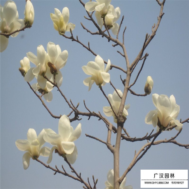 白玉蘭的觀賞價(jià)值(圖3)