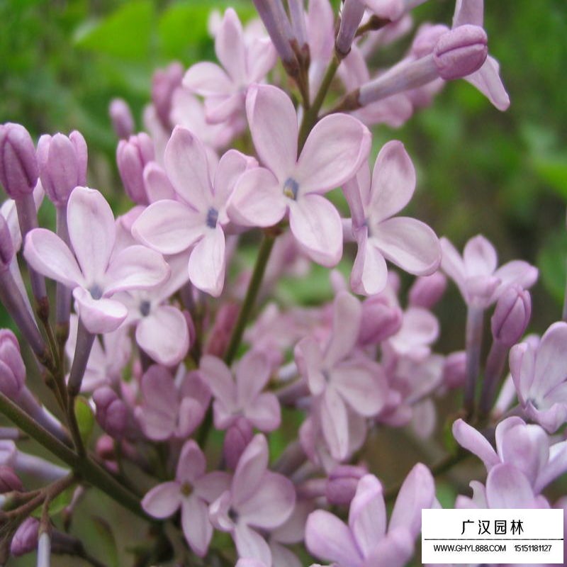 暴馬丁香的區(qū)分與培育(圖7)