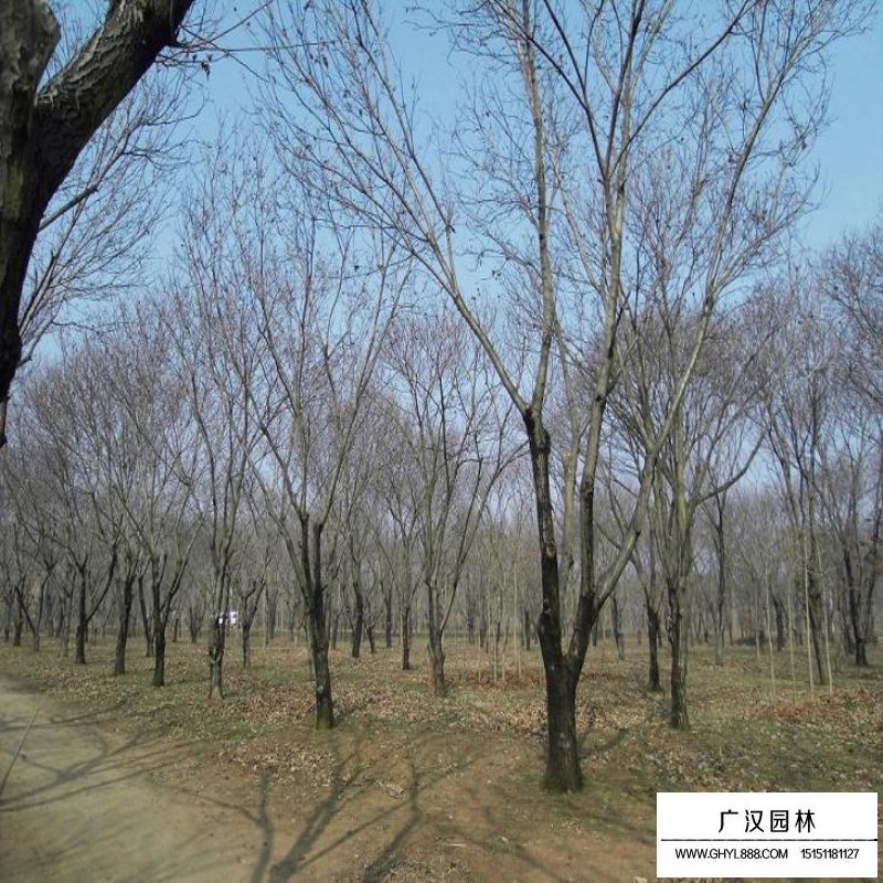 板栗樹的產(chǎn)地與分布(圖8)