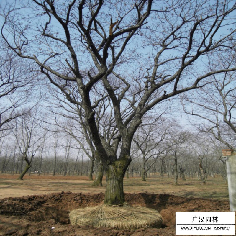 板栗樹的產(chǎn)地與分布(圖2)