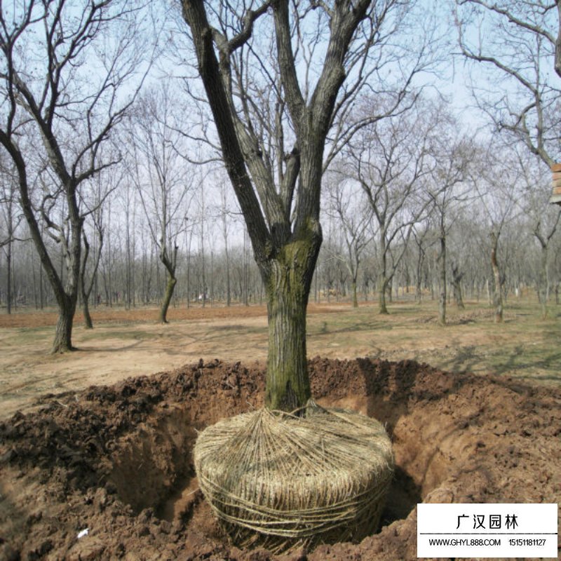 板栗樹的產(chǎn)地與分布(圖3)