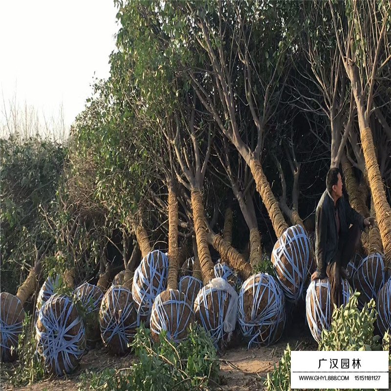 5公分的大葉女貞什么價(jià)格(圖4)