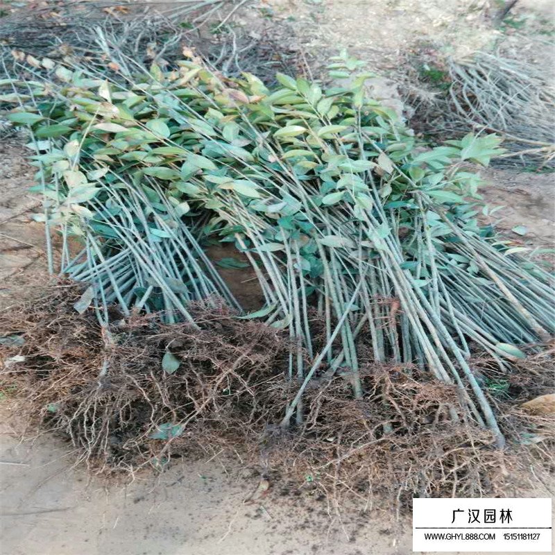 5公分的大葉女貞什么價(jià)格(圖6)