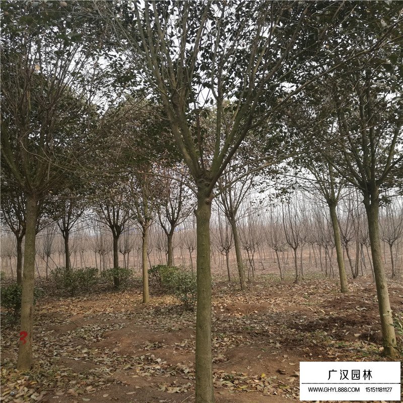 5公分的大葉女貞什么價(jià)格(圖7)