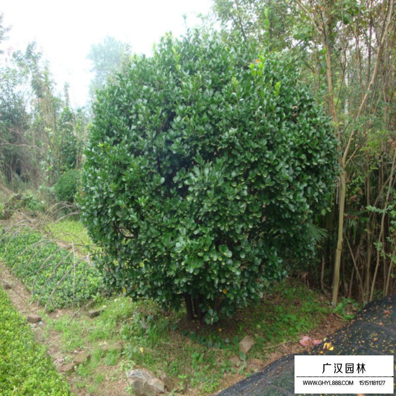 不同規(guī)格的大葉黃楊球價(jià)格表(圖2)