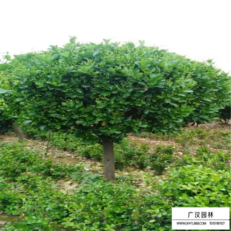 不同規(guī)格的大葉黃楊球價(jià)格表(圖7)