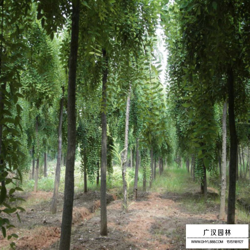 垂槐和龍爪槐有什么區(qū)別(圖2)