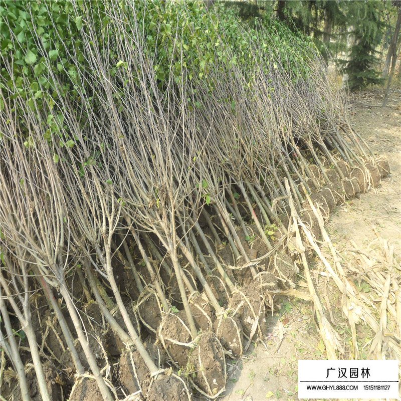 3-4-5公分獨桿木槿價格(圖3)