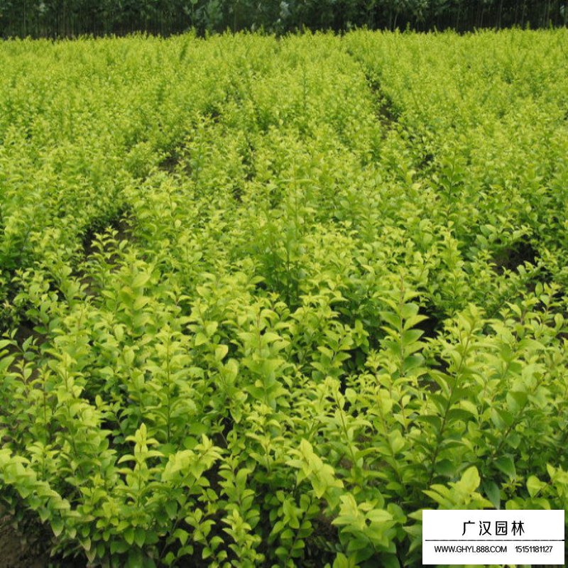 金葉女貞是否難培育(圖3)