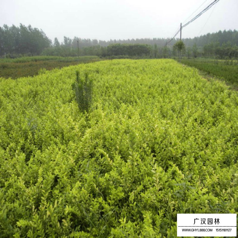 金葉女貞的葉斑病(圖2)