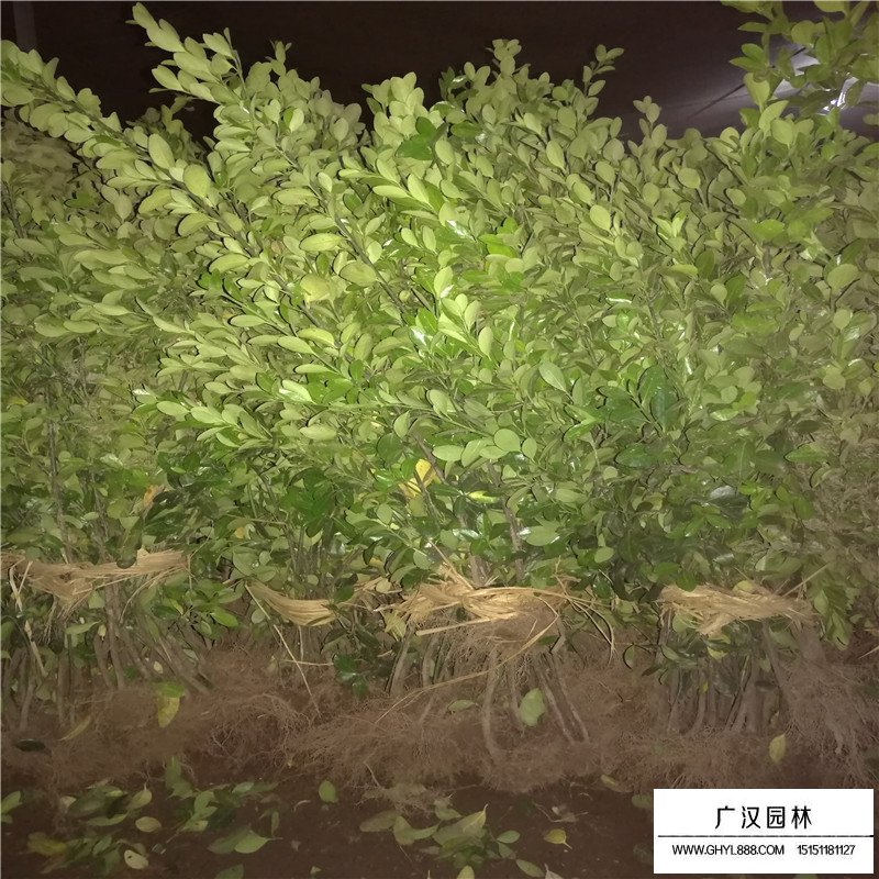 豆瓣黃楊和小葉黃楊有什么區(qū)別(圖4)