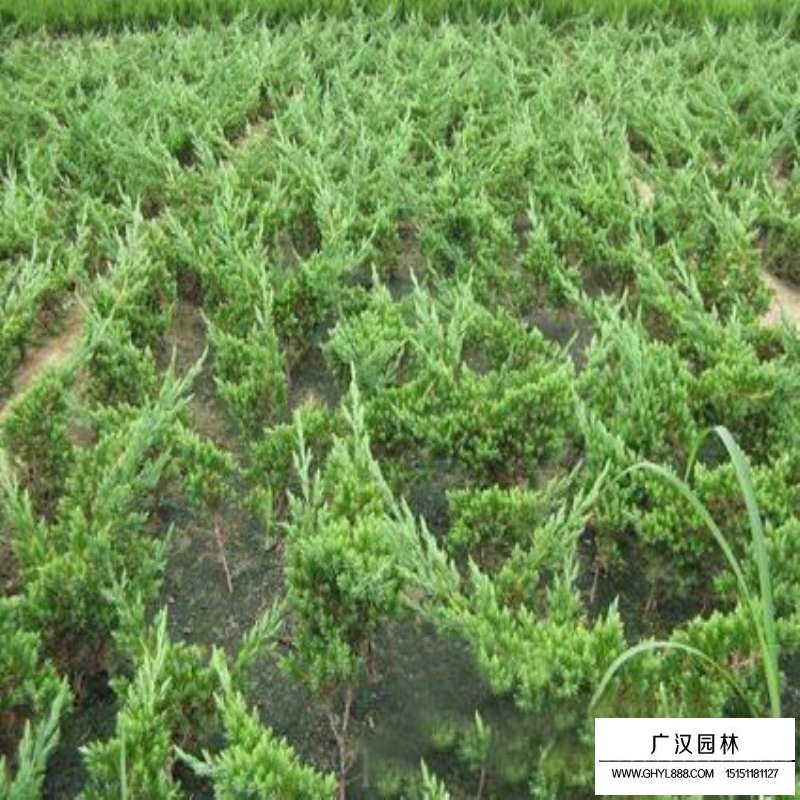 地柏小苗價(jià)格多少錢一棵(圖1)