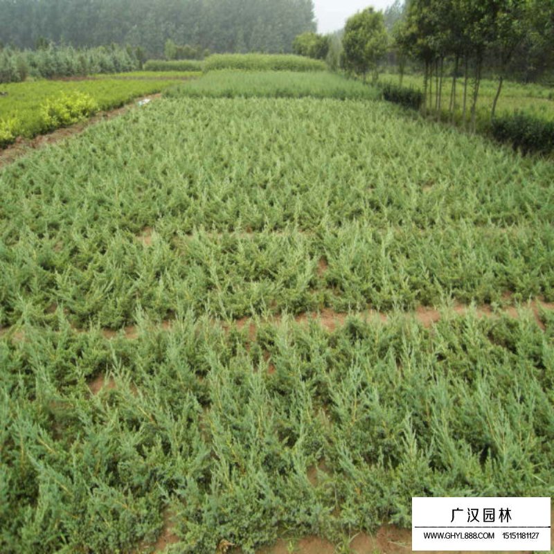 地柏小苗價(jià)格多少錢一棵(圖2)