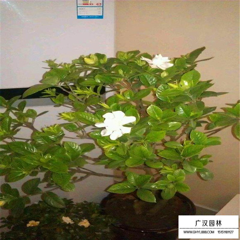 大葉梔子什么時(shí)候開花(圖5)