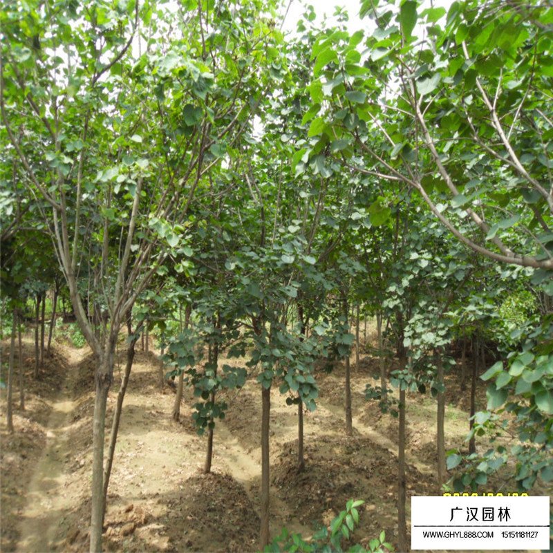 獨(dú)桿丁香的最新價格表(圖2)