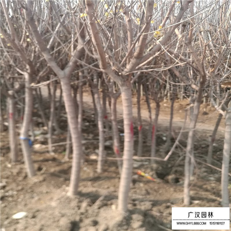 獨(dú)桿臘梅的價(jià)格是多少(圖2)