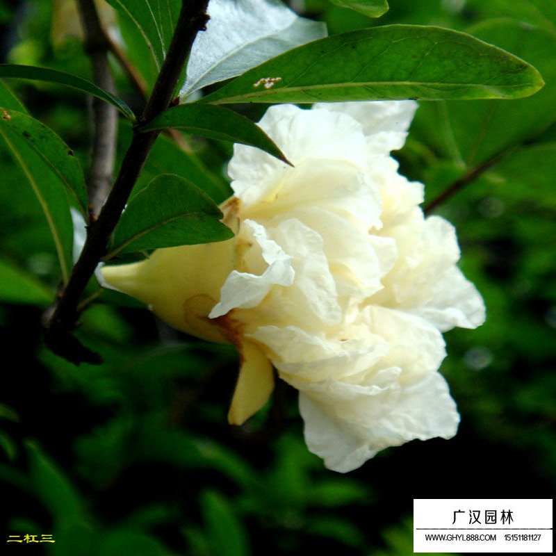 花石榴幾月份開花(圖3)