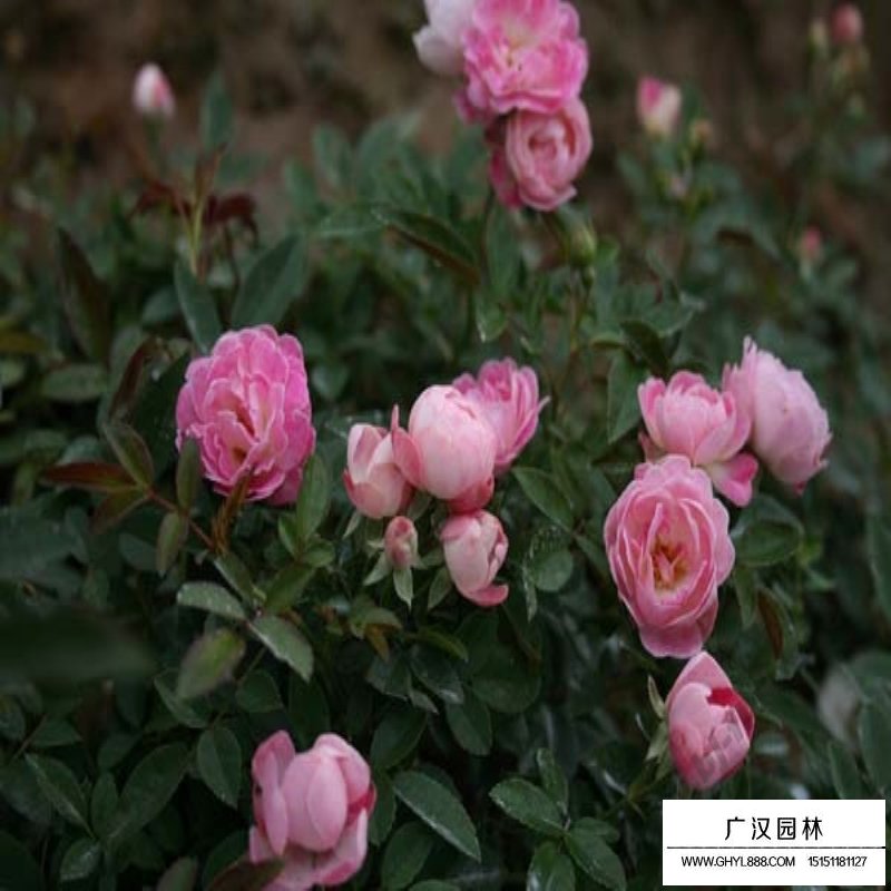 地被月季最新價格